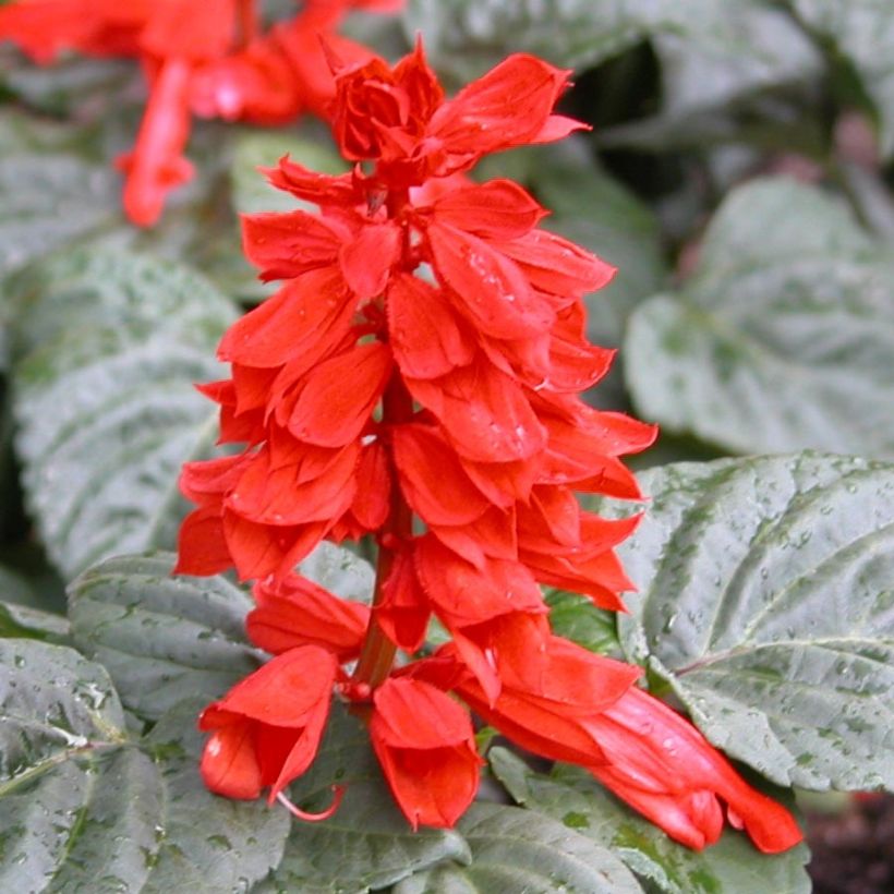 Salvia splendens Carambita - Vuursalie (Bloei)