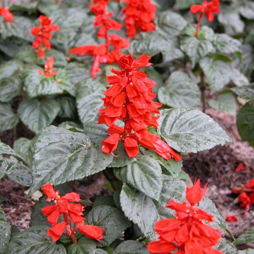 Salvia splendens Carambita - Vuursalie (Groeiplaats)