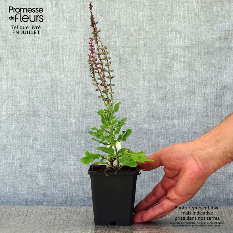 Exemplaar van Salvia superba Reine Bleue - Bossalie Kweekpotje van 8/9 cm zoals geleverd in de zomer
