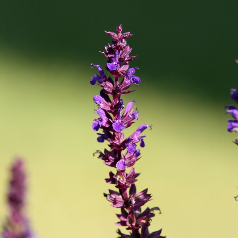 Salvia superba Reine Bleue - Bossalie (Bloei)