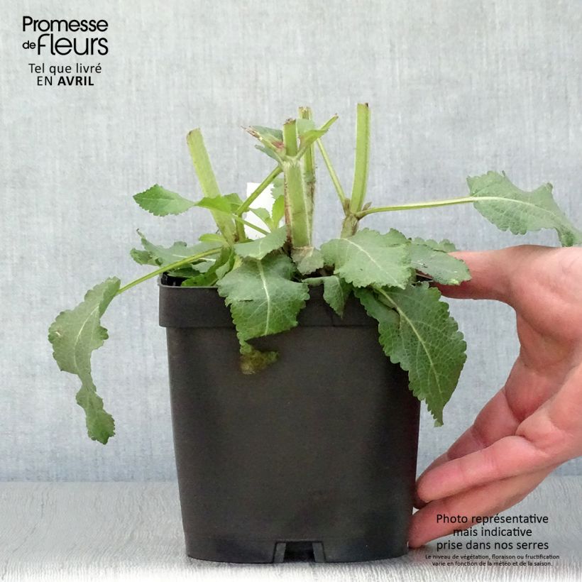 Exemplaar van Salvia superba Reine Bleue - Bossalie Pot van 2 l/3 l zoals geleverd in de lente