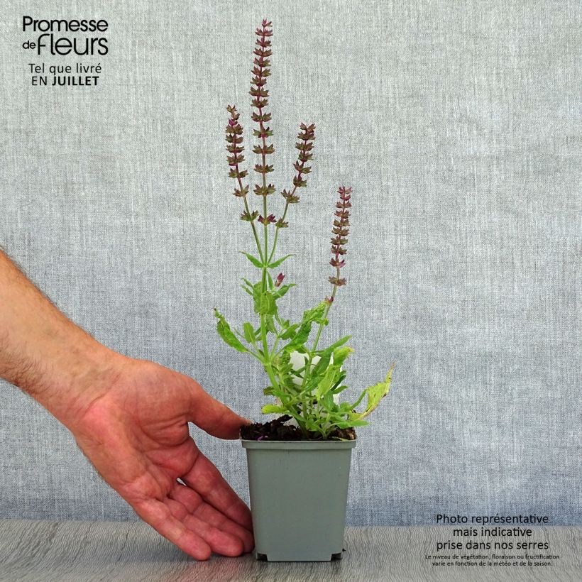 Exemplaar van Salvia superba Reine Rose - Bossalie Kweekpotje van 8/9 cm zoals geleverd in de zomer