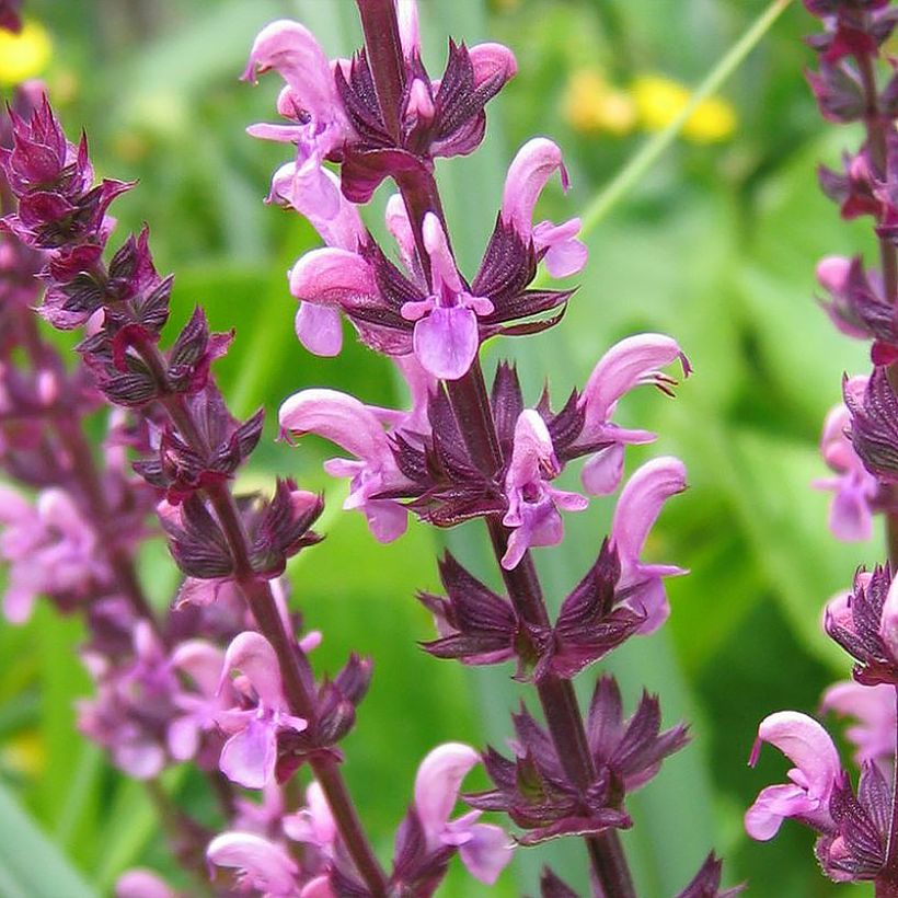 Salvia superba Reine Rose - Bossalie (Bloei)