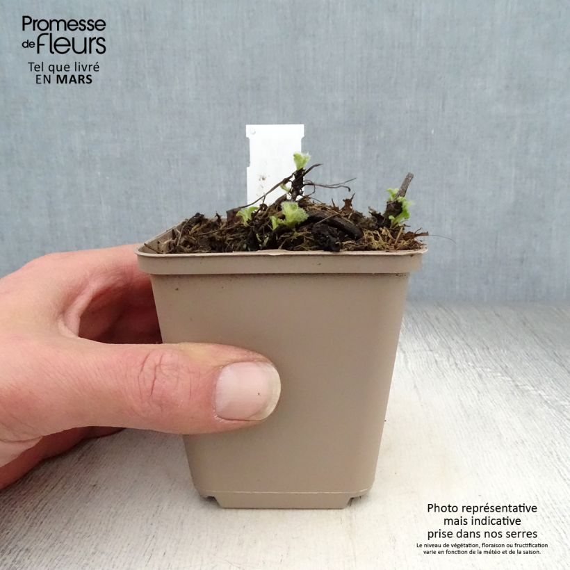 Exemplaar van Salvia verticillata Alba - Kranssalie Kweekpotje van 8/9 cm zoals geleverd in de lente