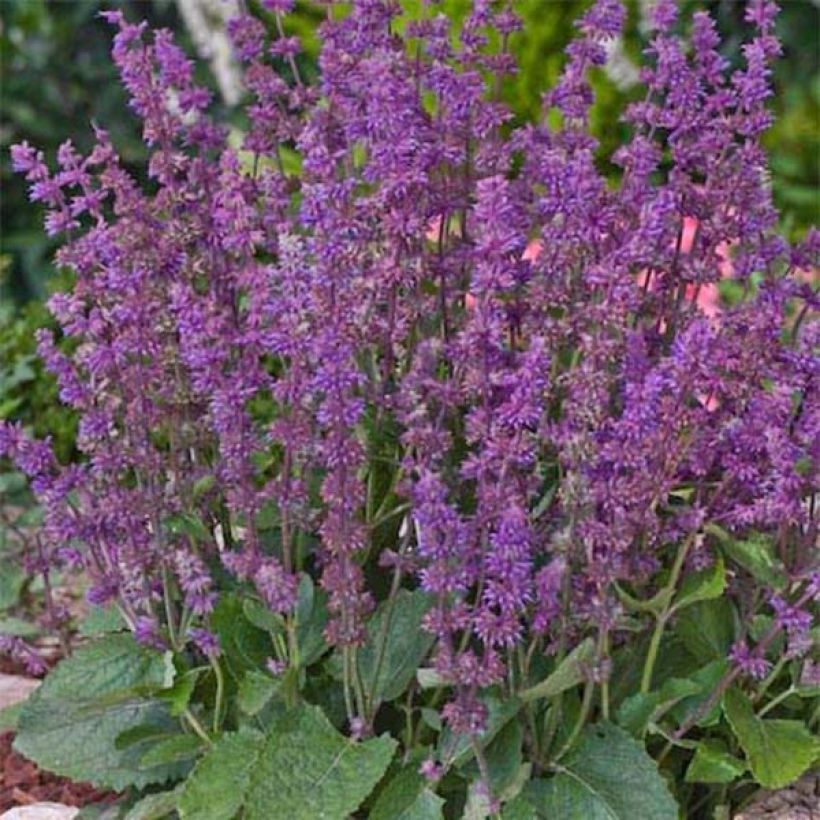 Salvia verticillata Endless Love - Kranssalie (Groeiplaats)