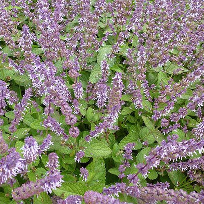 Salvia verticillata Hannays Blue - Kranssalie (Bloei)