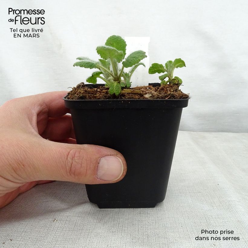 Exemplaar van Salvia verticillata Hannays Blue - Kranssalie Kweekpotje van 8/9 cm zoals geleverd in de lente