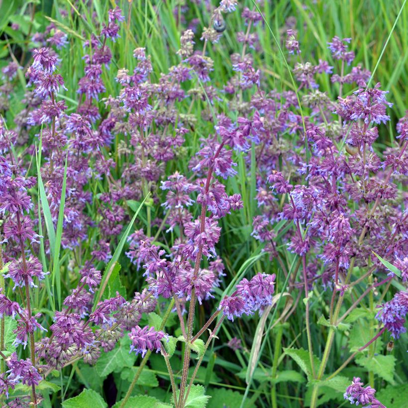 Salvia verticillata Hannays Blue - Kranssalie (Groeiplaats)