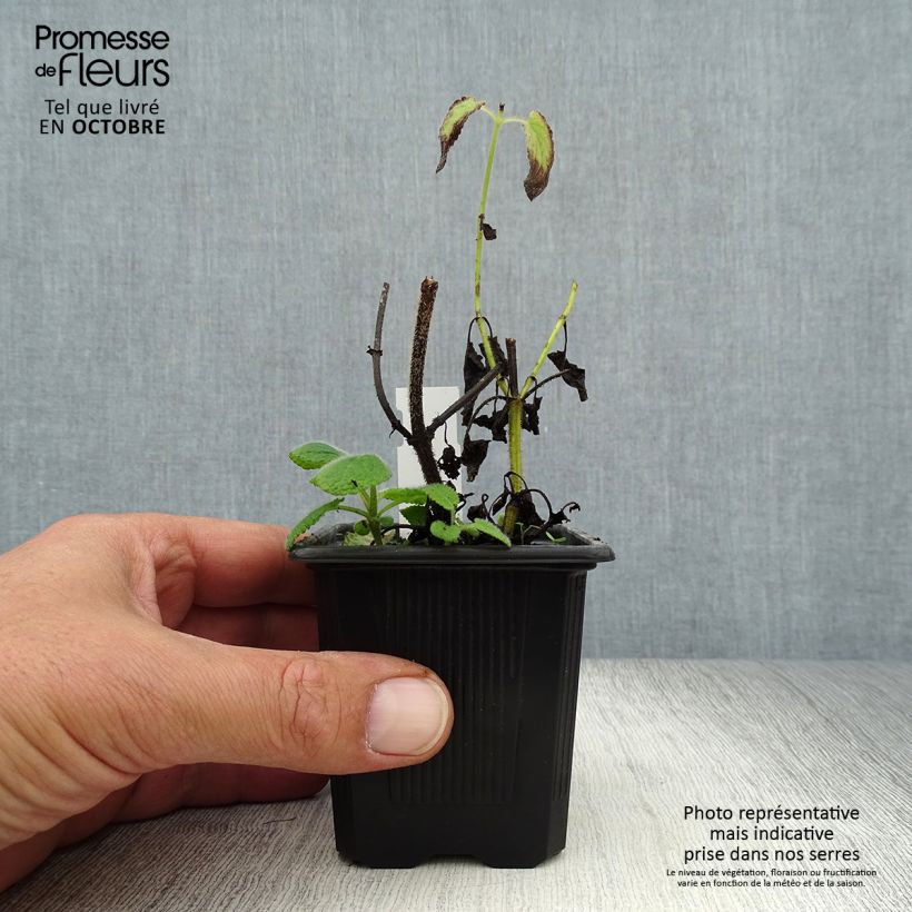 Exemplaar van Salvia verticillata Hannays Blue - Kranssalie Kweekpotje van 8/9 cm zoals geleverd in de herfst