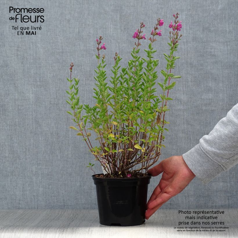 Exemplaar van Salvia jamensis Delice Roselilac - Struiksalie Pot van 2 l/3 l zoals geleverd in de lente