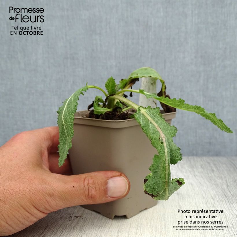 Exemplaar van Salvia sylvestris Dear Anja - Bossalie Kweekpotje van 8/9 cm zoals geleverd in de herfst