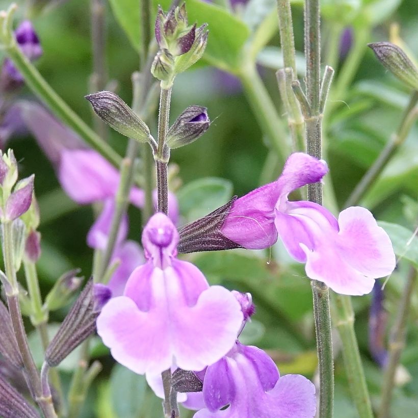 Salvia jamensis Carolus - Struiksalie (Flowering)