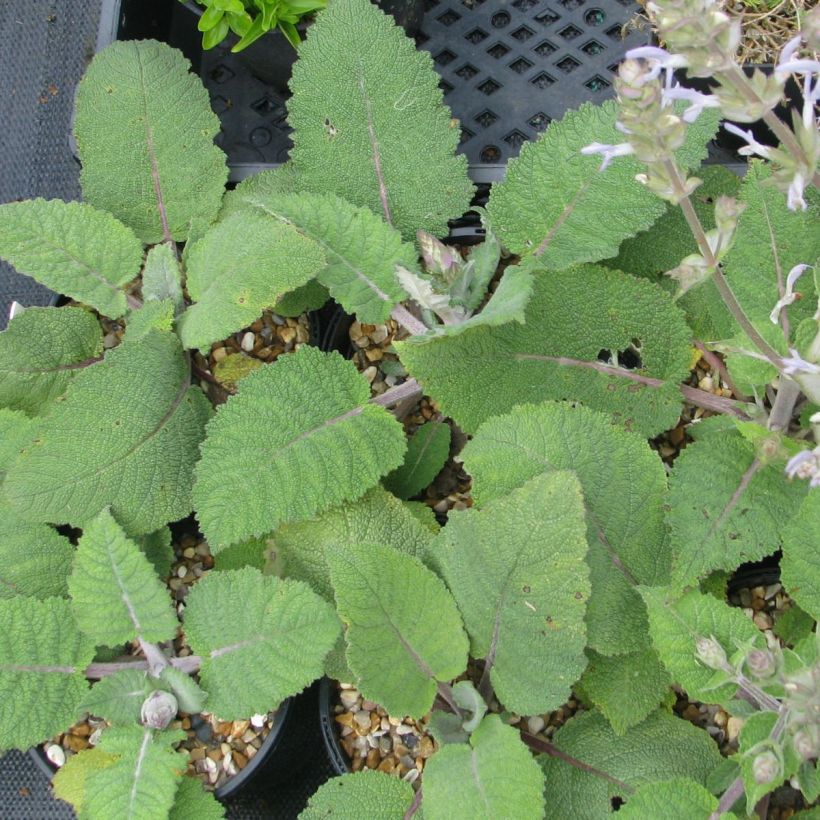 Salvia moorcroftiana - Salie (Blad)