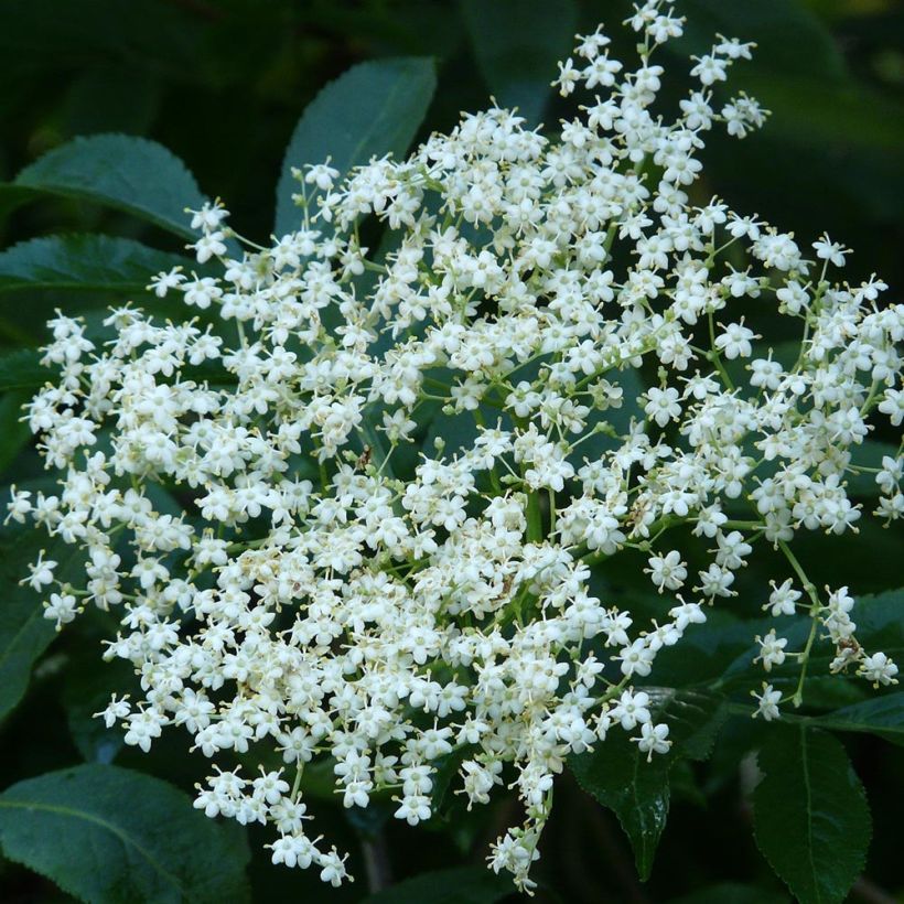 Sambucus nigra - Gewone vlier (Bloei)