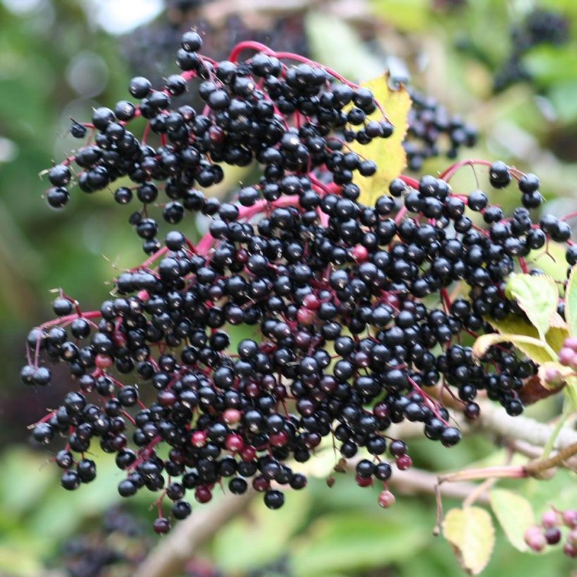 Sambucus nigra - Gewone vlier (Oogst)