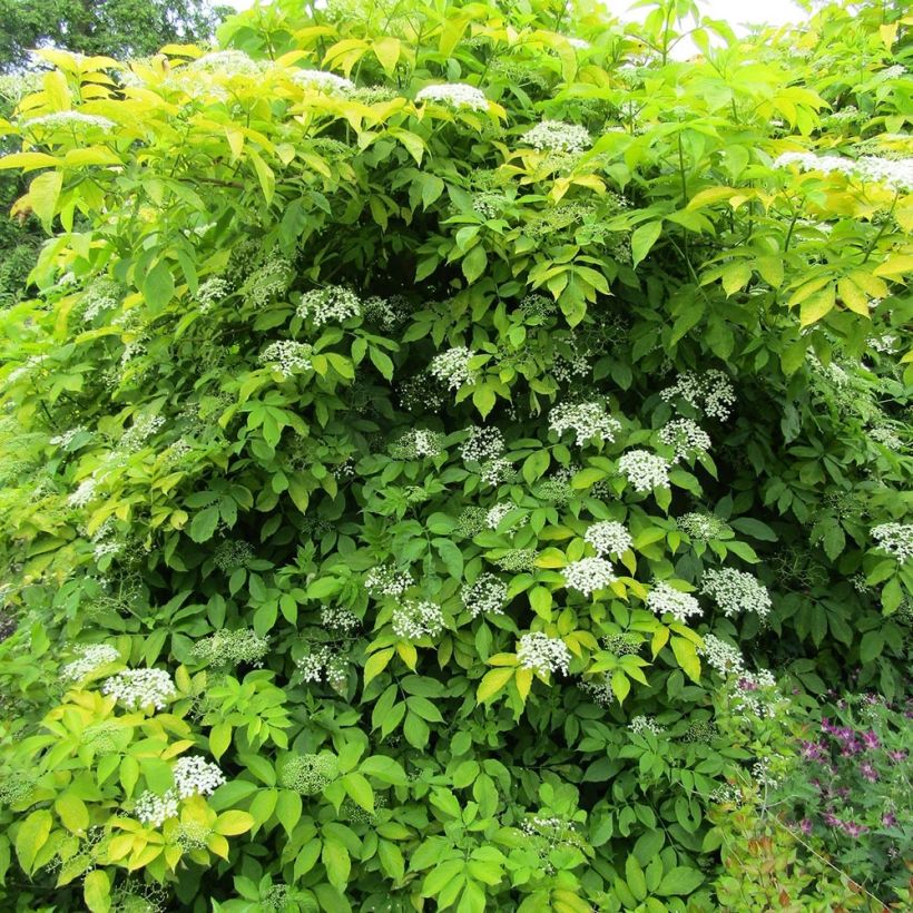 Sambucus nigra Aurea - Gewone vlier (Groeiplaats)