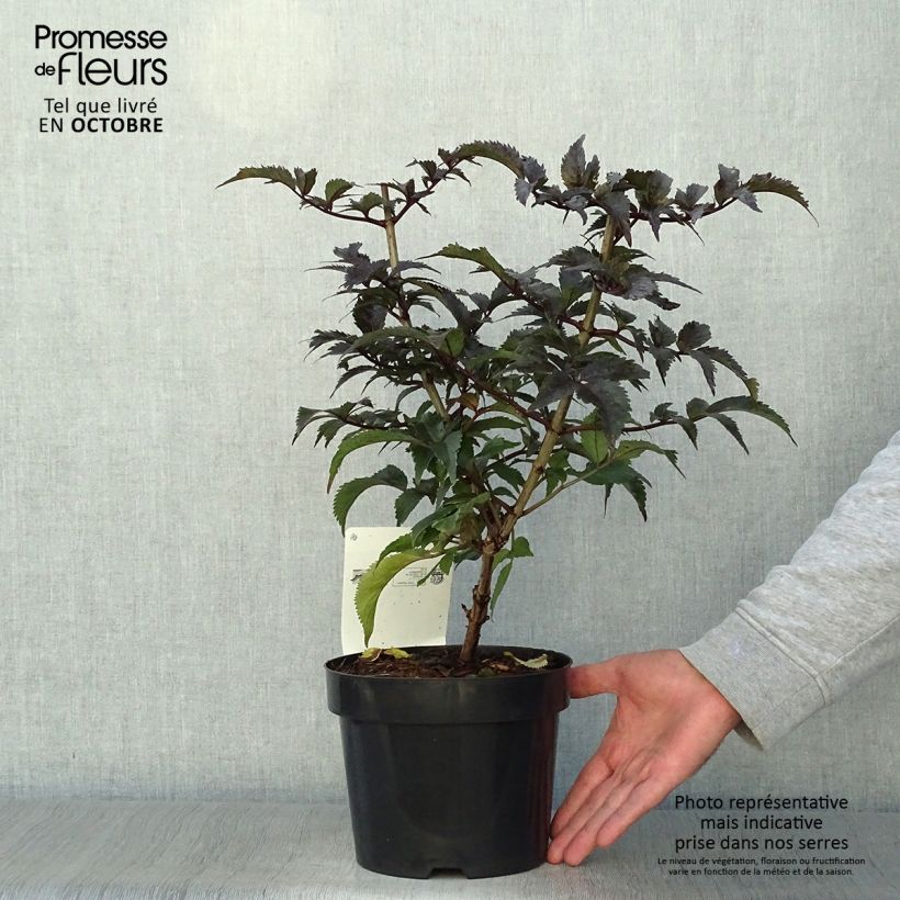 Exemplaar van Sambucus nigra Black Tower - Gewone vlier Pot van 3 l/4 l zoals geleverd in de herfst