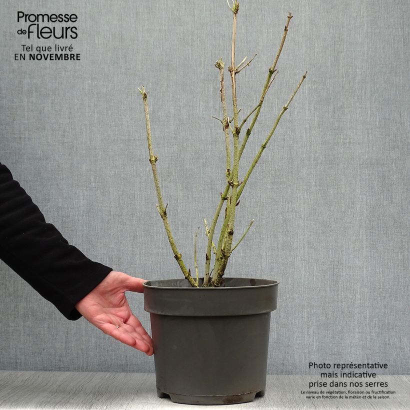 Exemplaar van Sambucus nigra Golden Tower - Gewone vlier Pot van 7,5 l/10 l zoals geleverd in de herfst