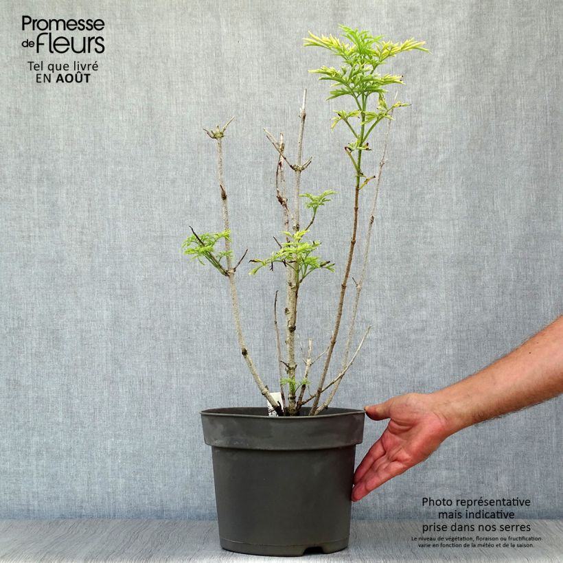 Exemplaar van Sambucus nigra Golden Tower - Gewone vlier Pot van 7,5 l/10 l zoals geleverd in de zomer