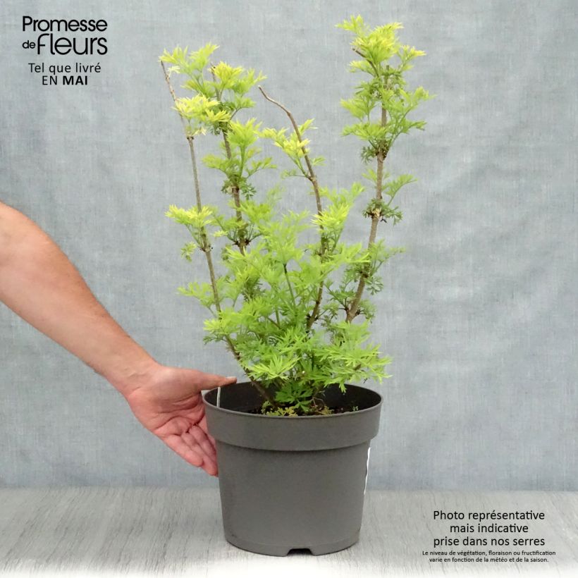 Exemplaar van Sambucus nigra Golden Tower - Gewone vlier Pot van 7,5 l/10 l zoals geleverd in de lente