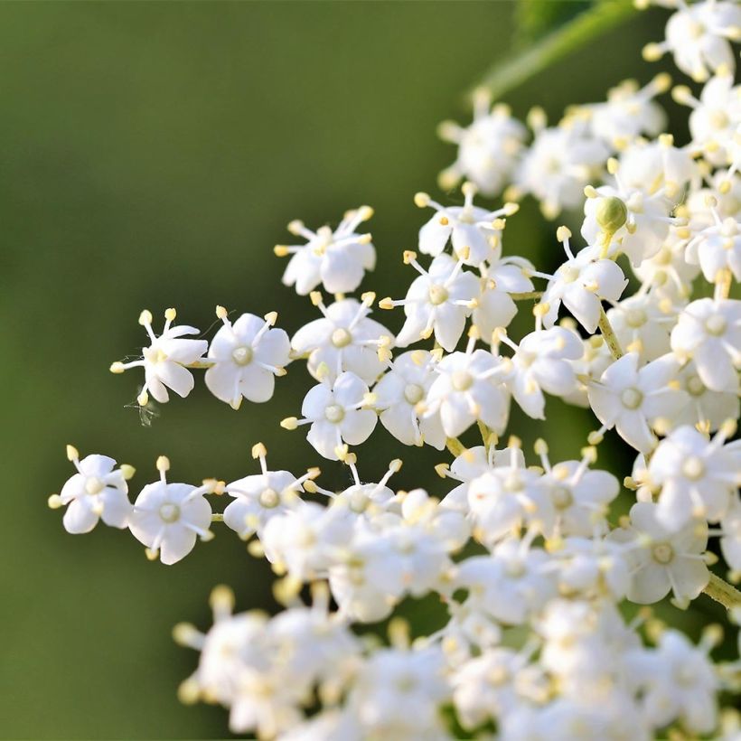 Sambucus nigra Laciniata - Gewone vlier (Bloei)