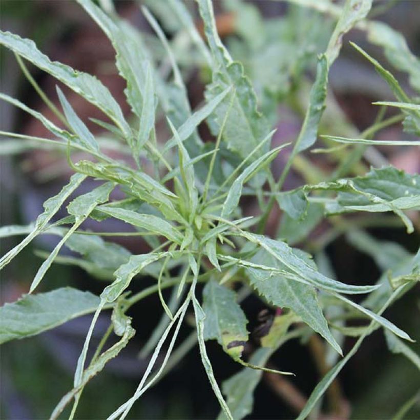 Sambucus nigra Linearis - Gewone vlier (Foliage)