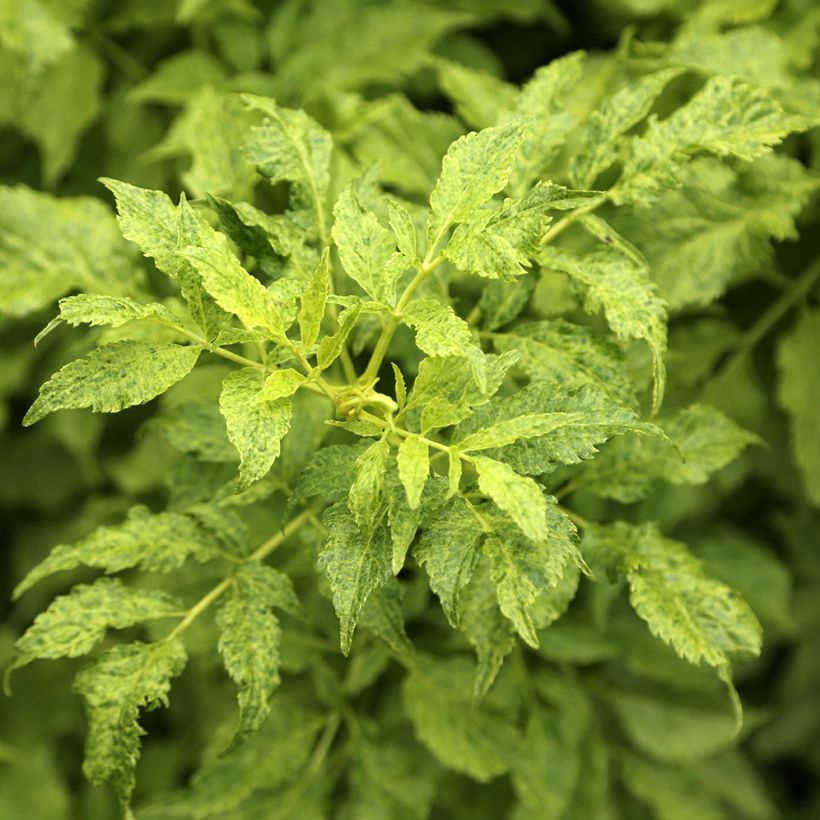 Sambucus nigra Luteovariegata - Gewone vlier (Blad)