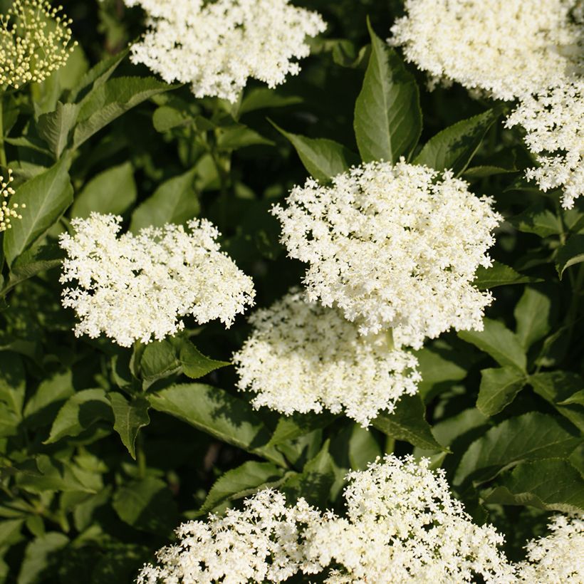 Sambucus nigra Obelisk - Gewone vlier (Bloei)