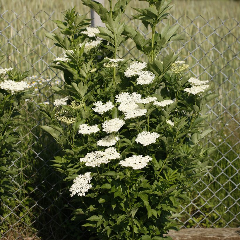 Sambucus nigra Obelisk - Gewone vlier (Groeiplaats)