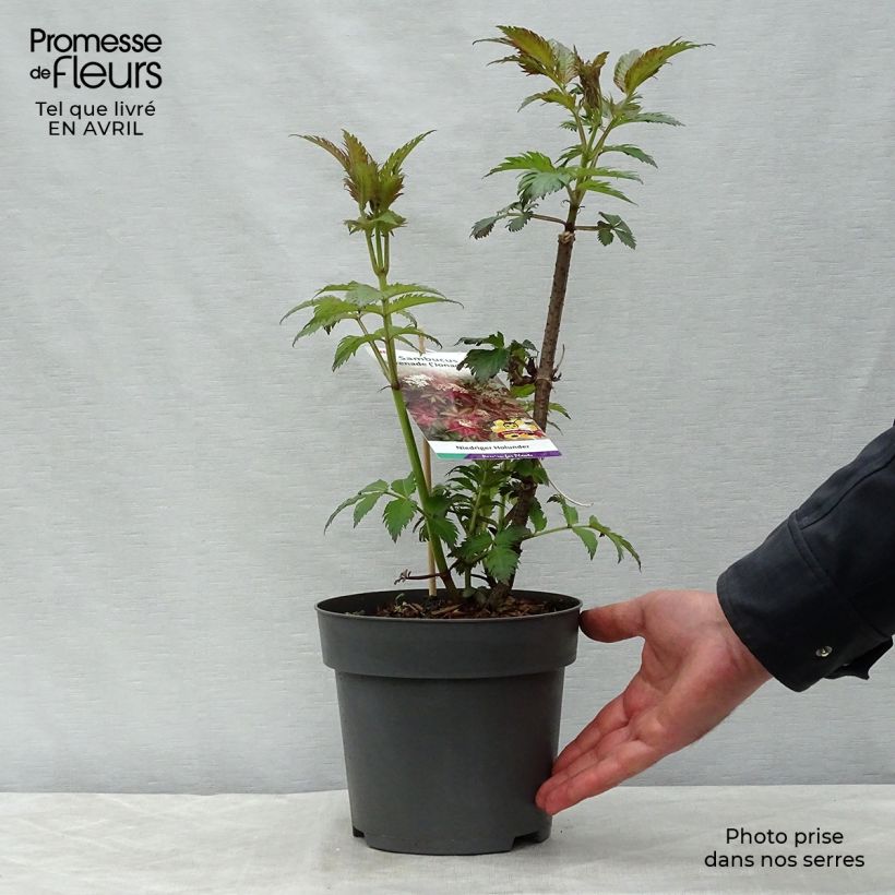 Exemplaar van Sambucus nigra Serenade - Gewone vlier Pot van 3 l/4 l zoals geleverd in de lente