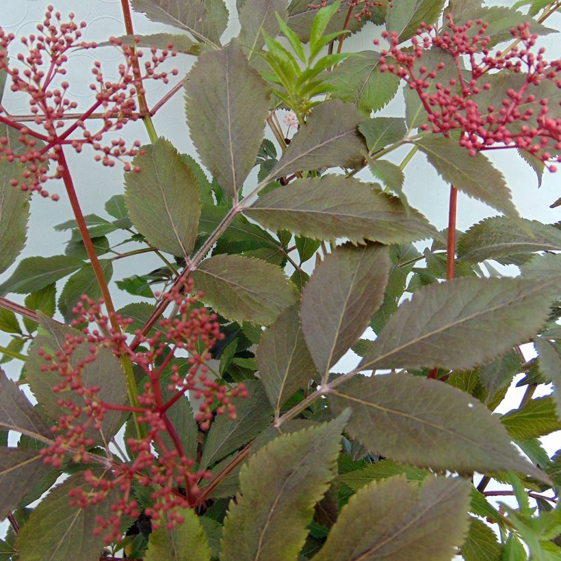 Sambucus nigra Thundercloud - Gewone vlier (Blad)
