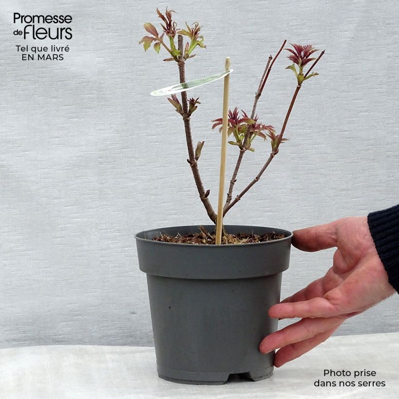 Exemplaar van Sambucus racemosa Plumosa Aurea - Trosvlier Pot van 2 l/3 l zoals geleverd in de lente