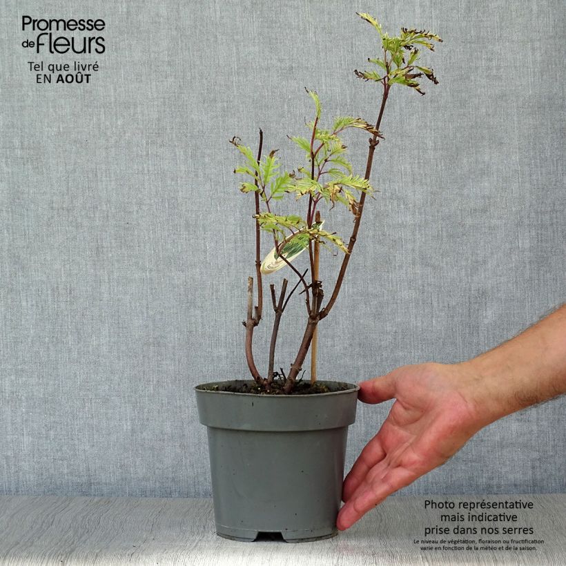 Exemplaar van Sambucus racemosa Plumosa Aurea - Trosvlier Pot van 2 l/3 l zoals geleverd in de zomer