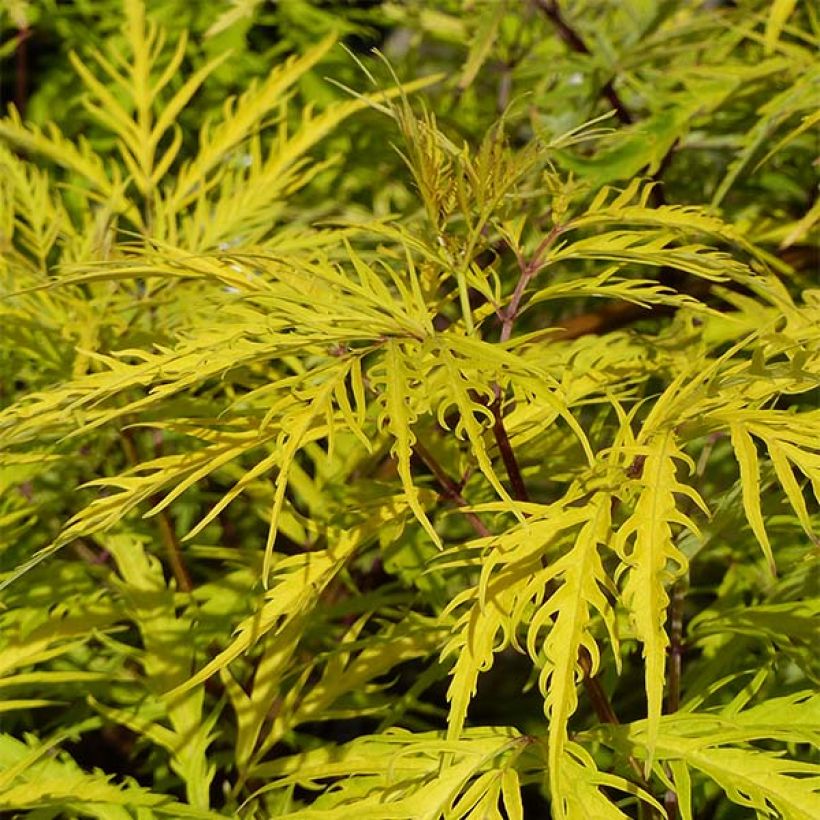 Sambucus racemosa Welsh Gold - Trosvlier (Blad)