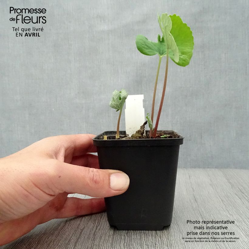 Exemplaar van Sanguinaria canadensis - Bloedwortel Kweekpotje van 8/9 cm zoals geleverd in de lente