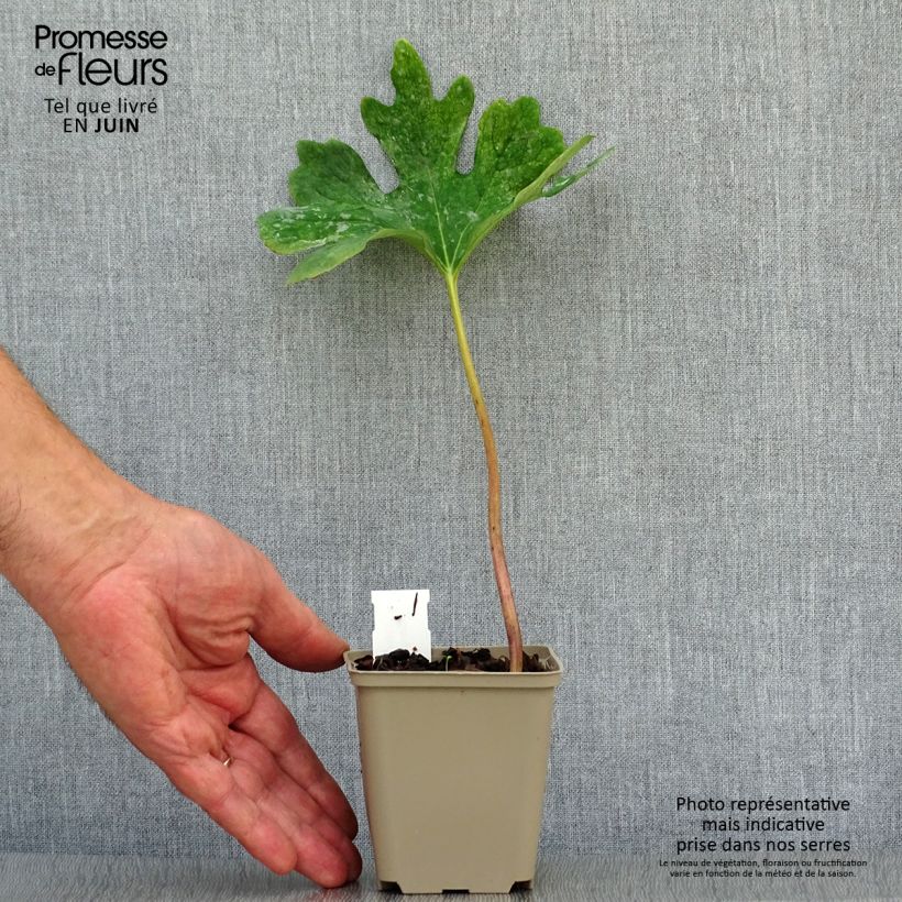Exemplaar van Sanguinaria canadensis - Bloedwortel Kweekpotje van 8/9 cm zoals geleverd in de zomer