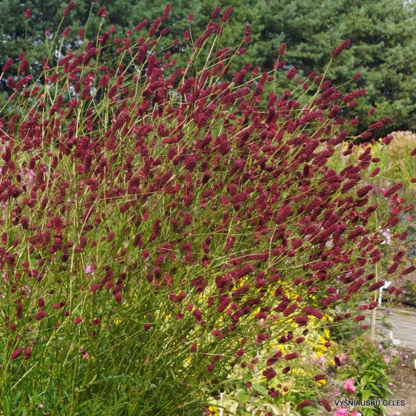 Sanguisorba Cangshan Cranberry - Grote pimpernel (Groeiplaats)
