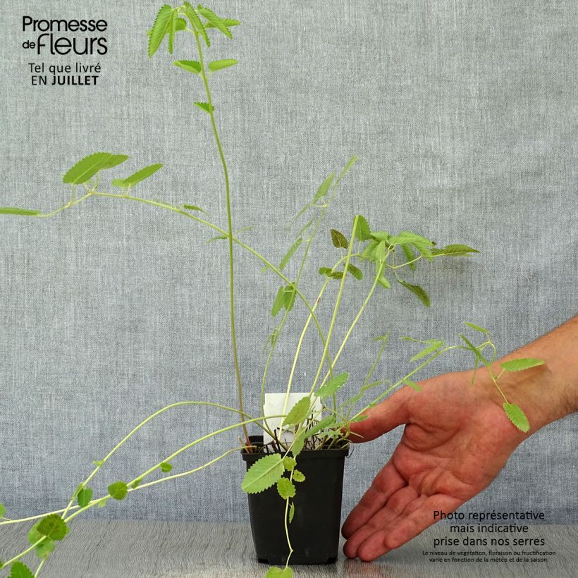 Exemplaar van Sanguisorba Cangshan Cranberry - Grote pimpernel Kweekpotje van 8/9 cm zoals geleverd in de zomer
