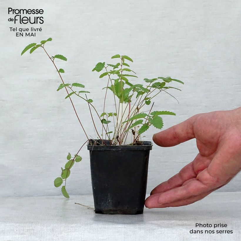 Exemplaar van Sanguisorba Cangshan Cranberry - Grote pimpernel Kweekpotje van 8/9 cm zoals geleverd in de lente