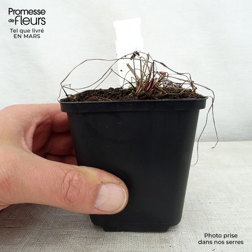 Exemplaar van Sanguisorba Chocolate Tip - Grote pimpernel Kweekpotje van 8/9 cm zoals geleverd in de lente