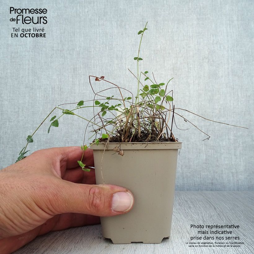 Exemplaar van Sanguisorba Chocolate Tip - Grote pimpernel Kweekpotje van 8/9 cm zoals geleverd in de herfst