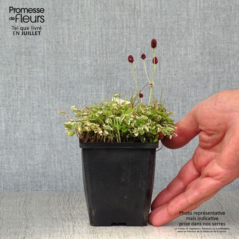 Exemplaar van Bloedwortel Little Angel - Sanguisorba Little Angel Kweekpotje van 8/9 cm zoals geleverd in de zomer
