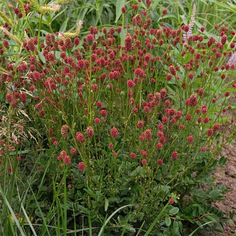 Sanguisorba Proud Mary - Bloedwortel (Bloei)