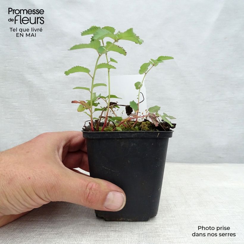 Exemplaar van Sanguisorba canadensis - Pimpernel Kweekpotje van 8/9 cm zoals geleverd in de lente