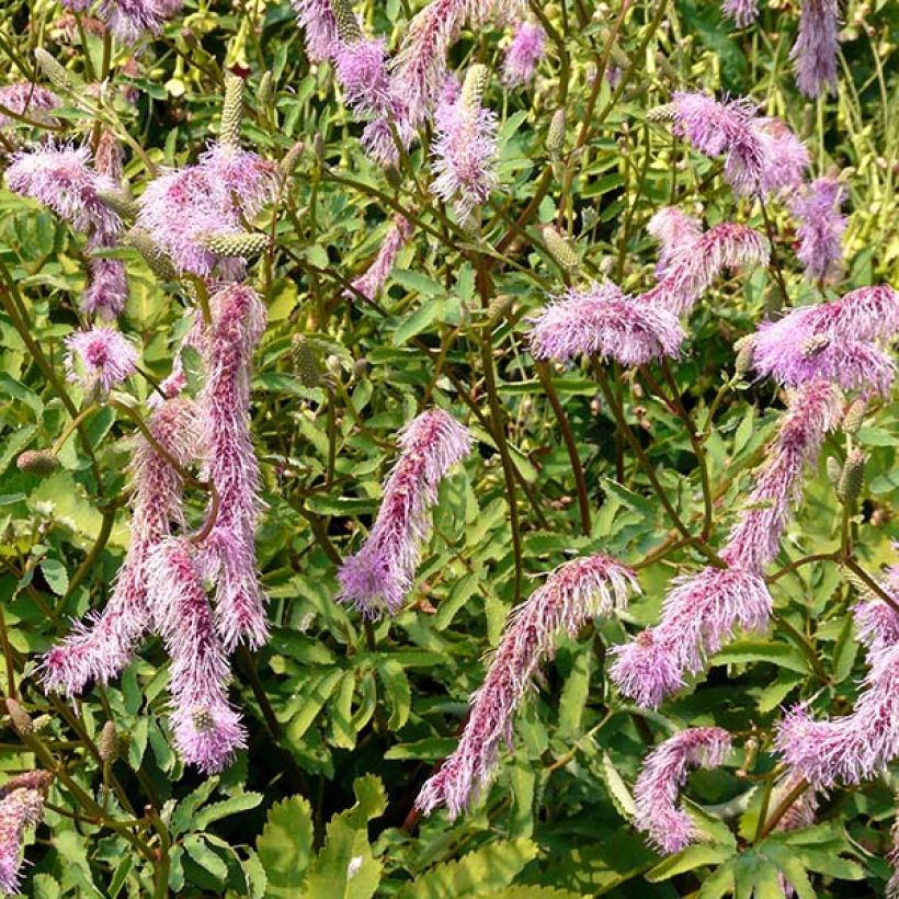 Sanguisorba hakusanensis - Pimpernel (Bloei)