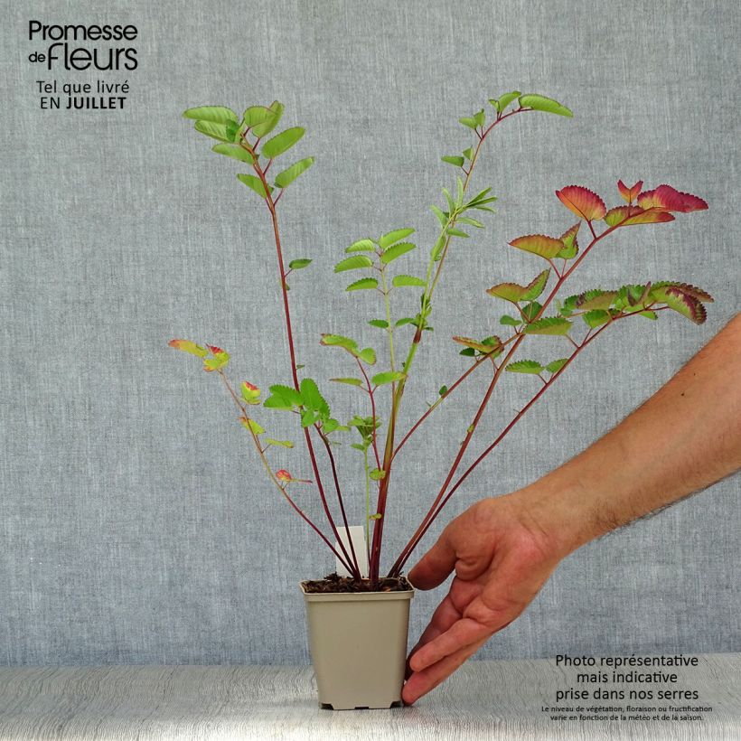 Exemplaar van Sanguisorba hakusanensis Pink Brushes - Pimpernel Kweekpotje van 8/9 cm zoals geleverd in de zomer