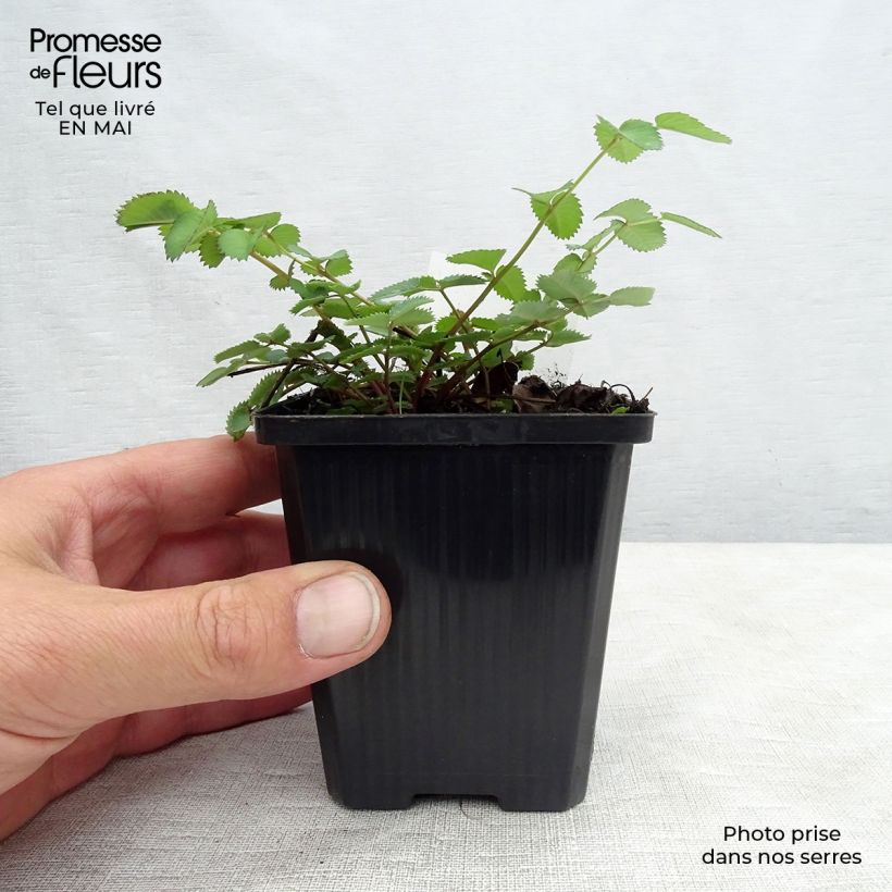 Exemplaar van Sanguisorba menziesii - Pimpernel Kweekpotje van 8/9 cm zoals geleverd in de lente