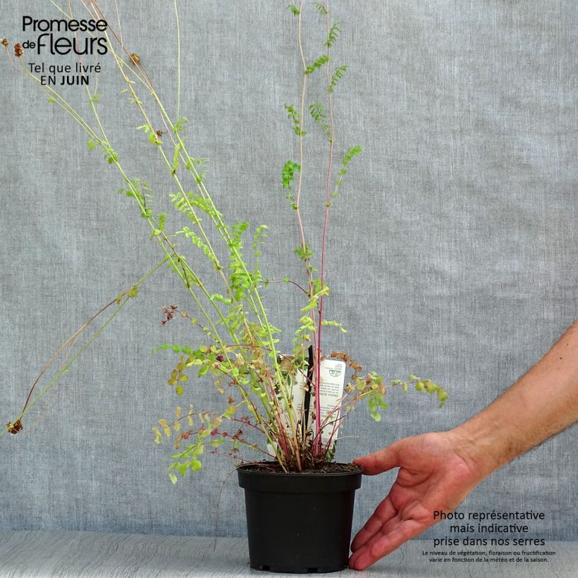 Exemplaar van Sanguisorba minor - Kleine pimpernel Pot van 1,5 l/2 l zoals geleverd in de zomer