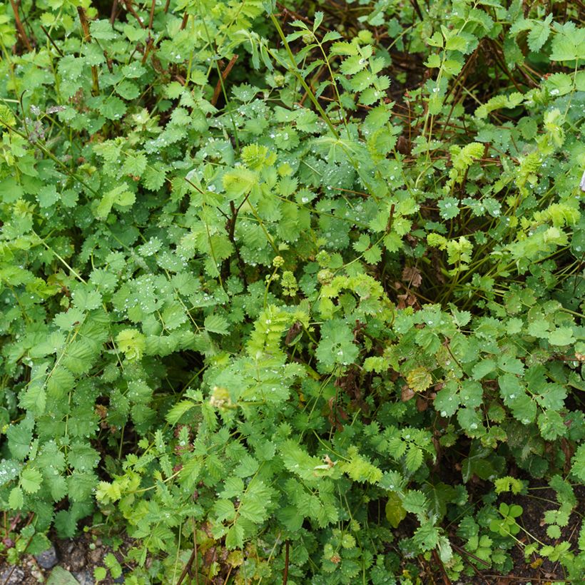 Sanguisorba minor - Kleine pimpernel (Groeiplaats)
