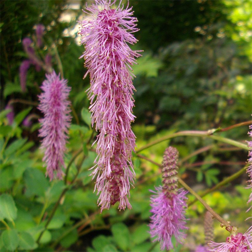 Sanguisorba obtusa - Pimpernel (Bloei)